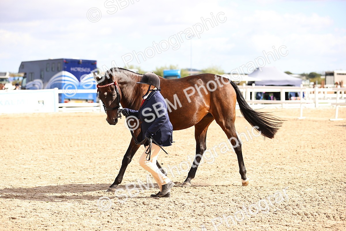 SBM_11528 - Class 407 - IH Hack-Riding Horse