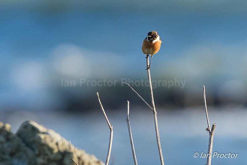 Stonechat by the coast - 2 of 3 - Nature