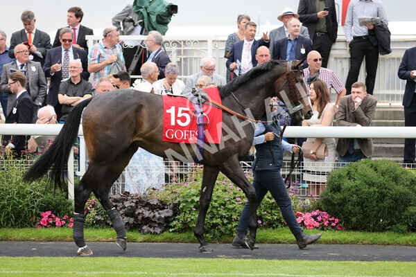 yr19082021r2-1 - Race 2 2.25pm Goffs UK Premier Yearling Stakes