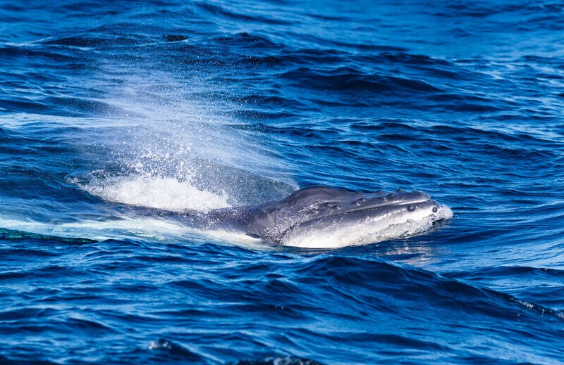 0A3A8550 Tiny Baby - Humpback Whales
