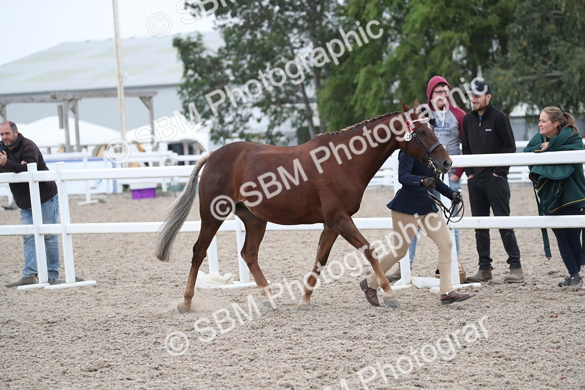 SBM_18352 - Class 318 IH Part bred Horse/Pony