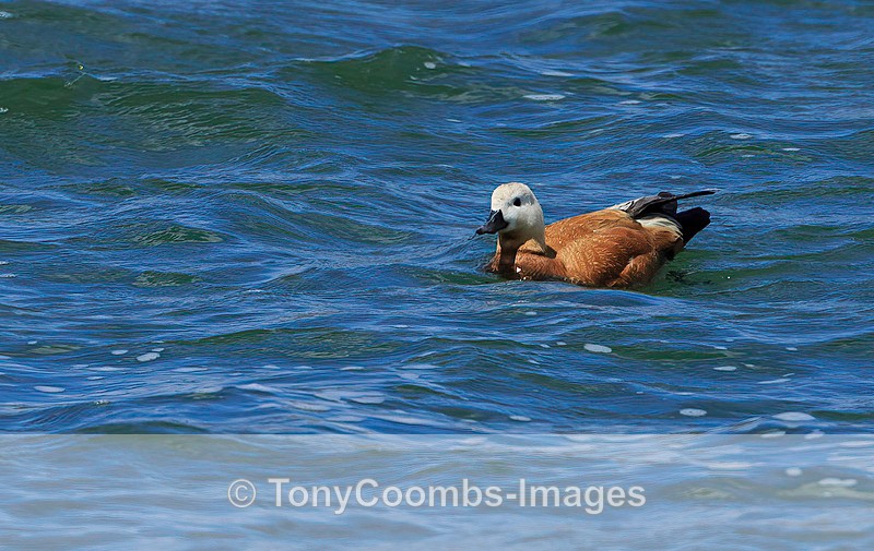 Ruddy Shelduck  1604-10062 - Lesvos ~ Other Birds