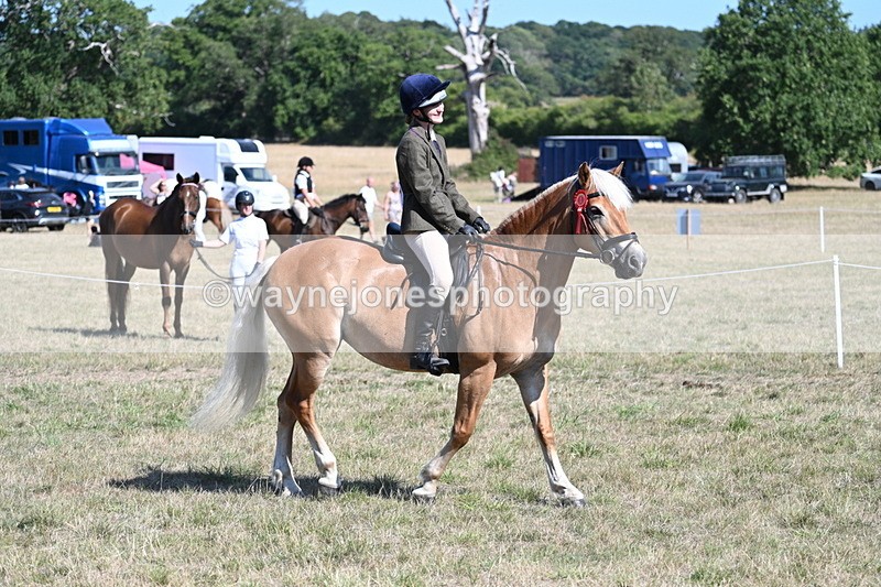 WJ7_1392 - Class 41 Prettiest Mare
