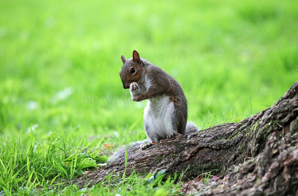 Grey Squirrel  _AN050 - Wildlife, Mammal Photography, Great Britain