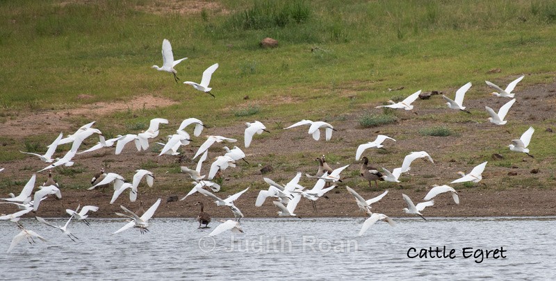  - South Africa Birds and Mammals