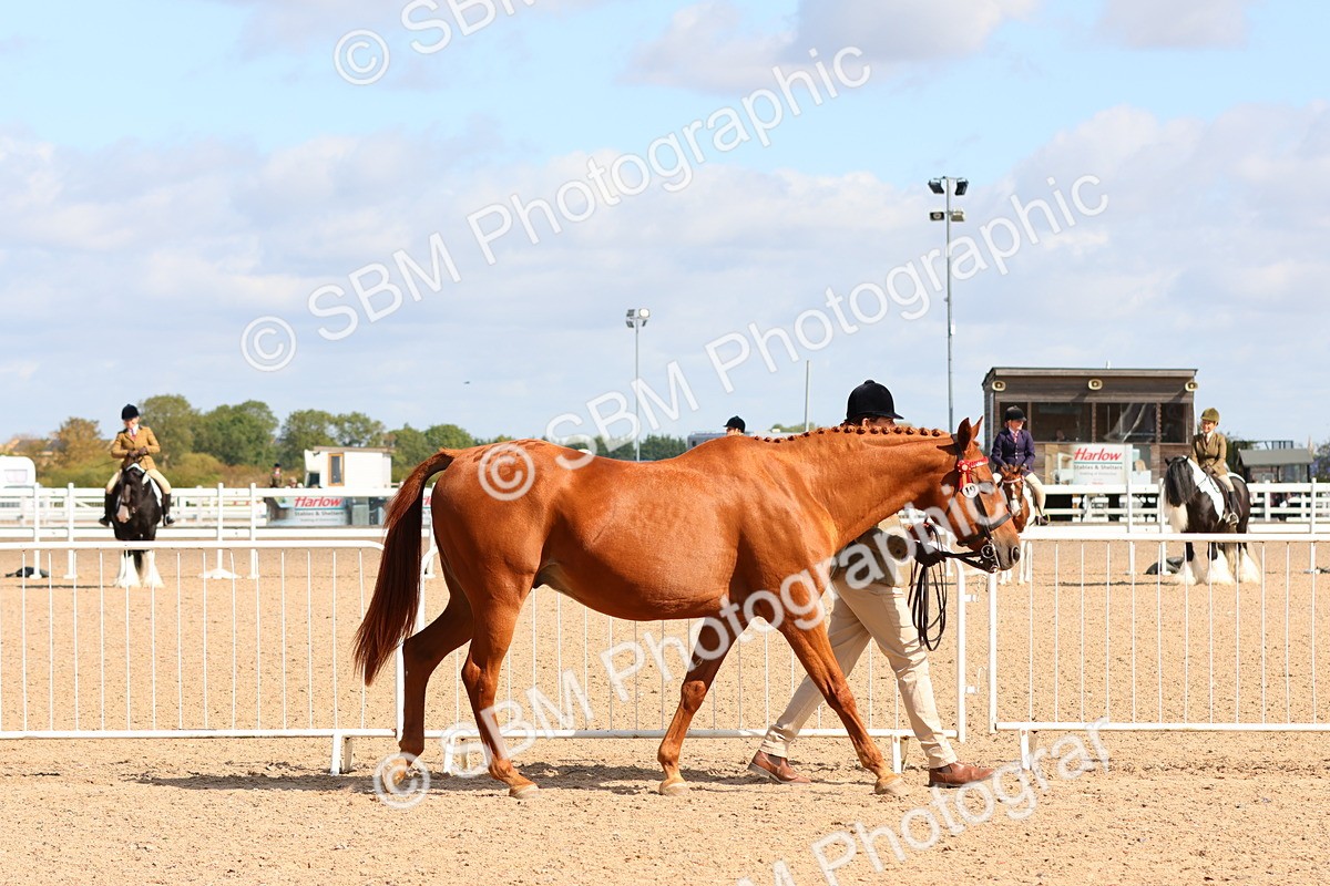 SBM_11140 - Class 208 - IH Veteran Horse