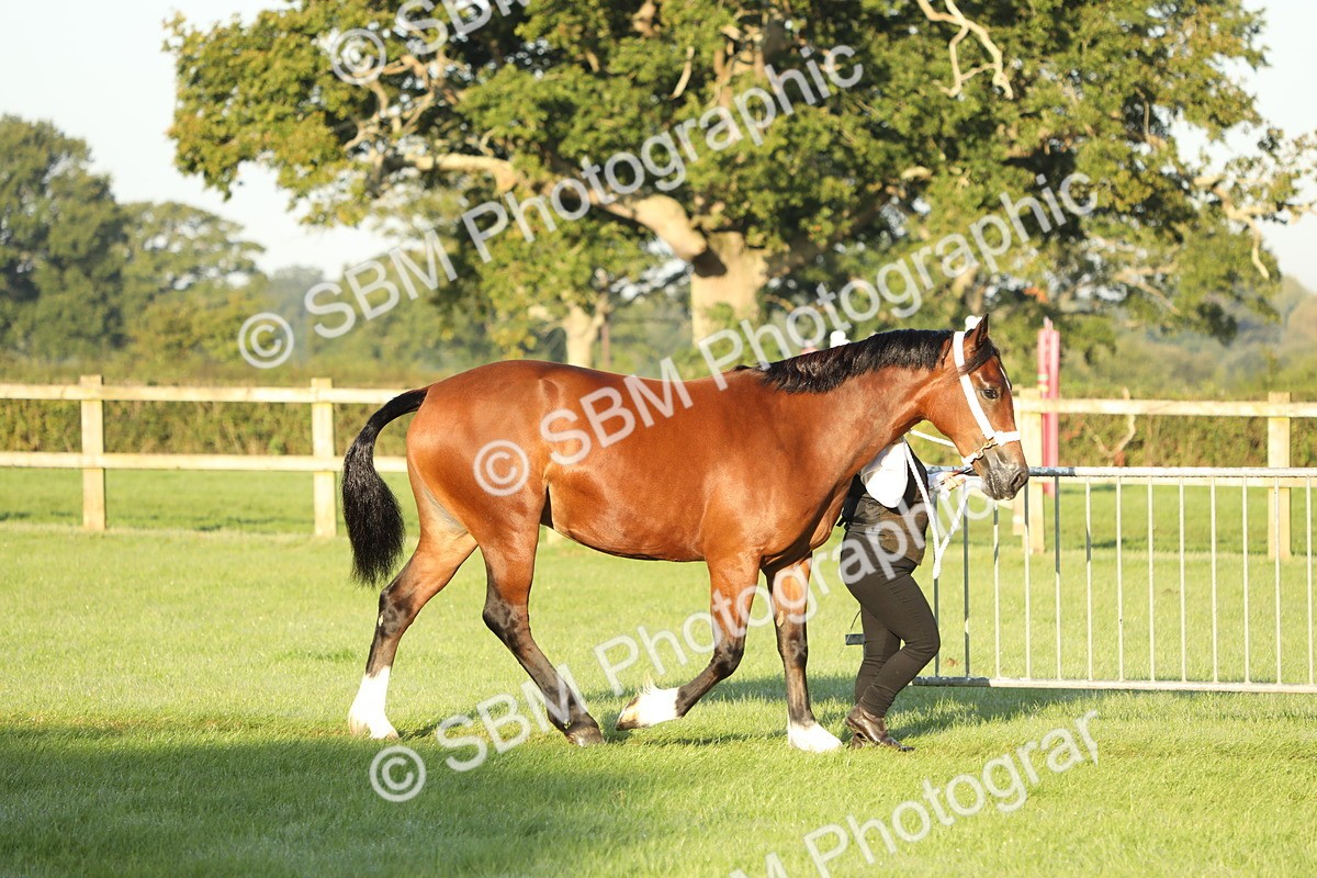 SBM_57905 - S42 - Youngstock