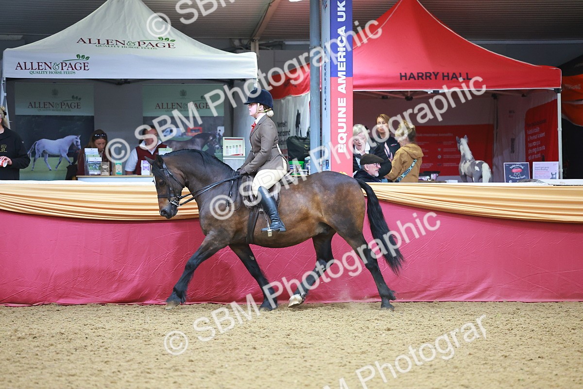 SBM_10644 - Class 103 - HOYS Veteran Qualifier - Ridden Pre Vet