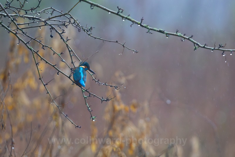 Kingfisher in a tree   ref 1247 - macro and nature.