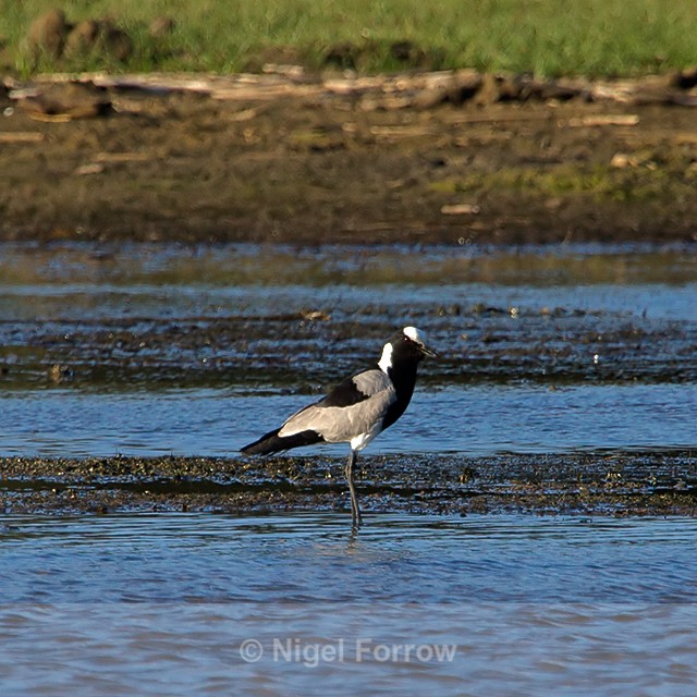 Blacksmith Lapwing standing at the water's edge - Blacksmith Lapwing