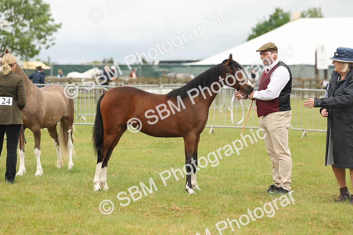 SBM_02163 - Class 50-57 - M&M Welsh Pony In Hand