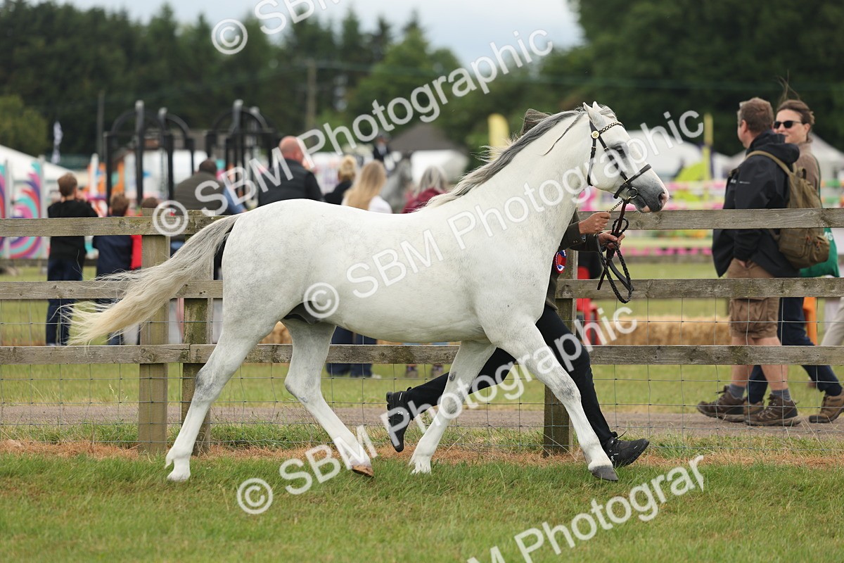 SBM_05005 - Class 50-57 - M&M Welsh Pony In Hand