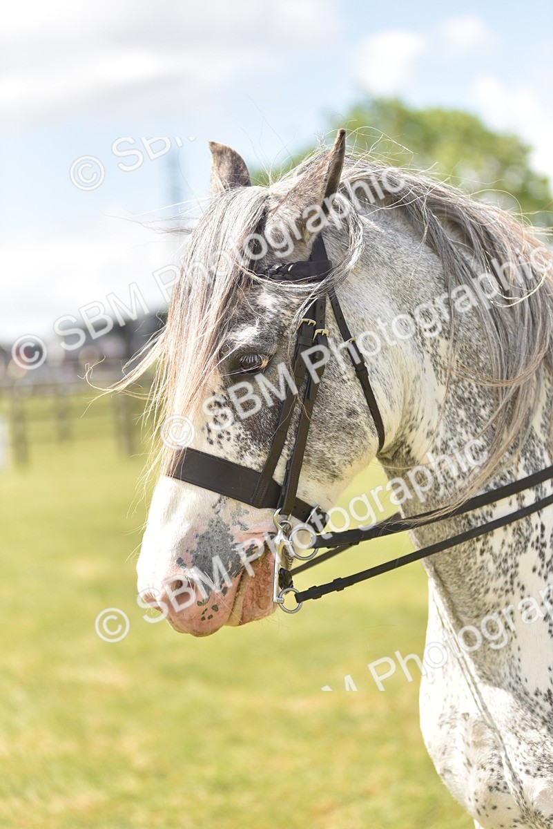 SBM_15892 - Class 117-122 - SSADL RIHS Qualifier
