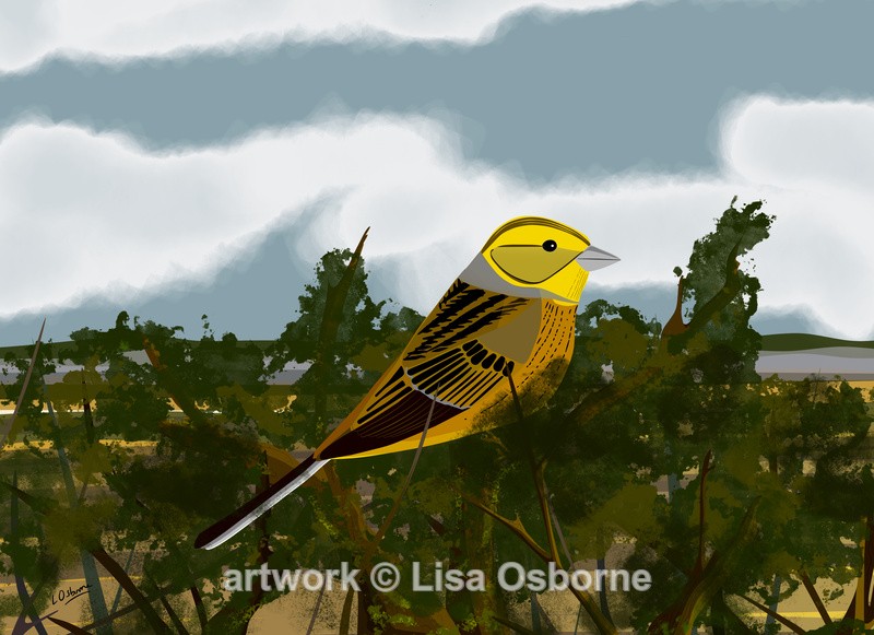 Yellowhammer - DIGITAL ARTWORK