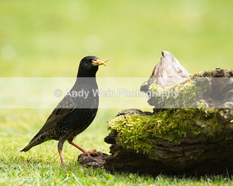 20110529-IMG_5474 - Starlings