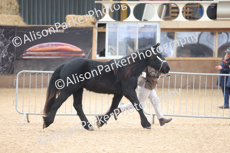 20251109-0843 - Class 25 - Yearling, Colt, Filly or Gelding