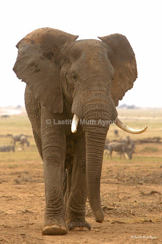 _M7B0110 Amboseli - Elephants