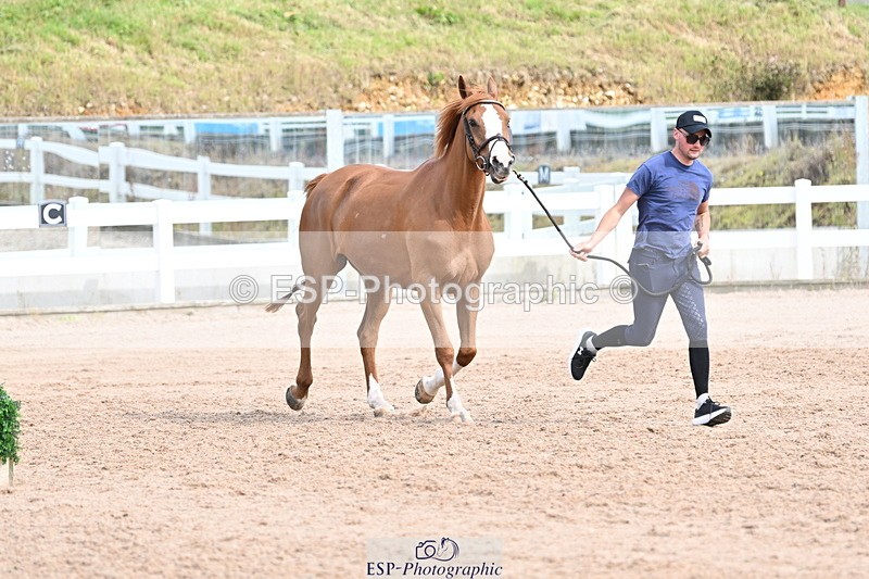 240717A-164304-03493 - Trot Up 4pm to 5pm