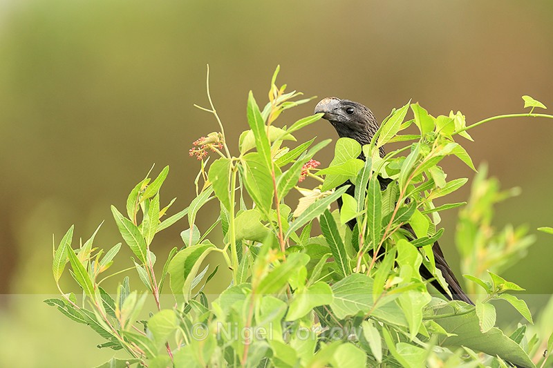 Smooth-billed Ani, Corixo Negro, Mato Grosso, Brazil - Smooth-billed Ani