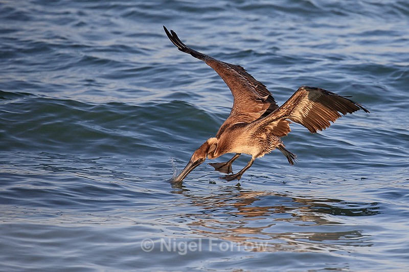 Brown Pelican lunges at fish, Sanibel Island, Florida - Brown Pelican