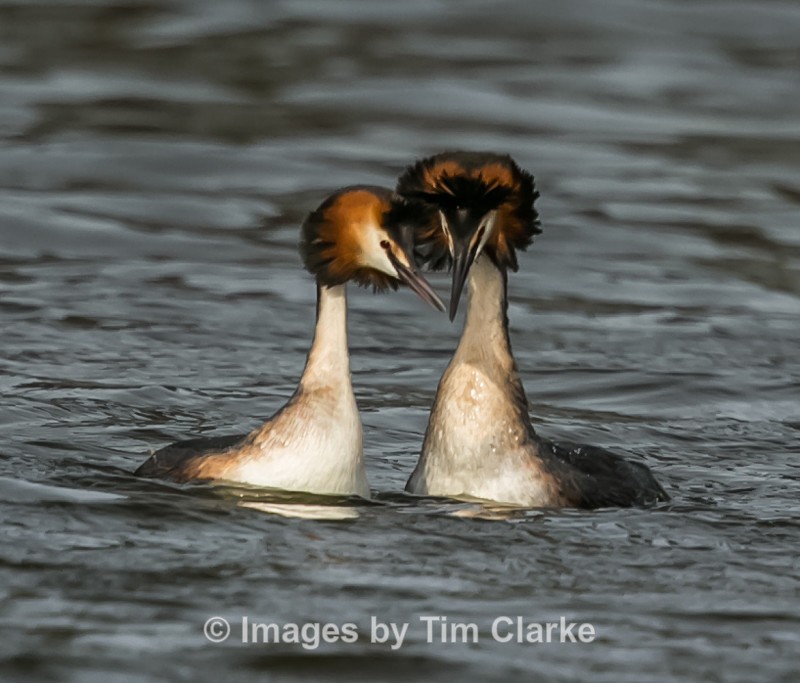 Grebe Pair 4090322 - Wildlife