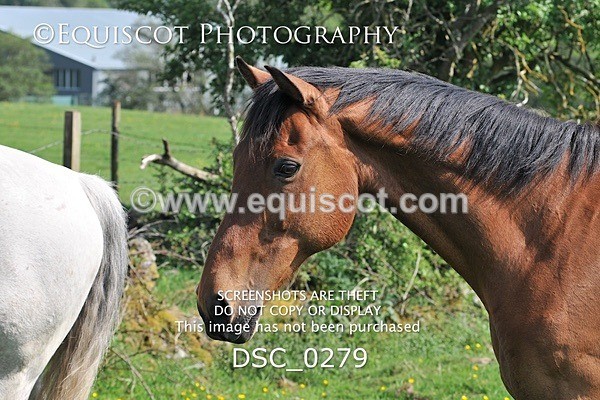 DSC_0279 - ARCHIVE REQUEST - Quincy and Guinness