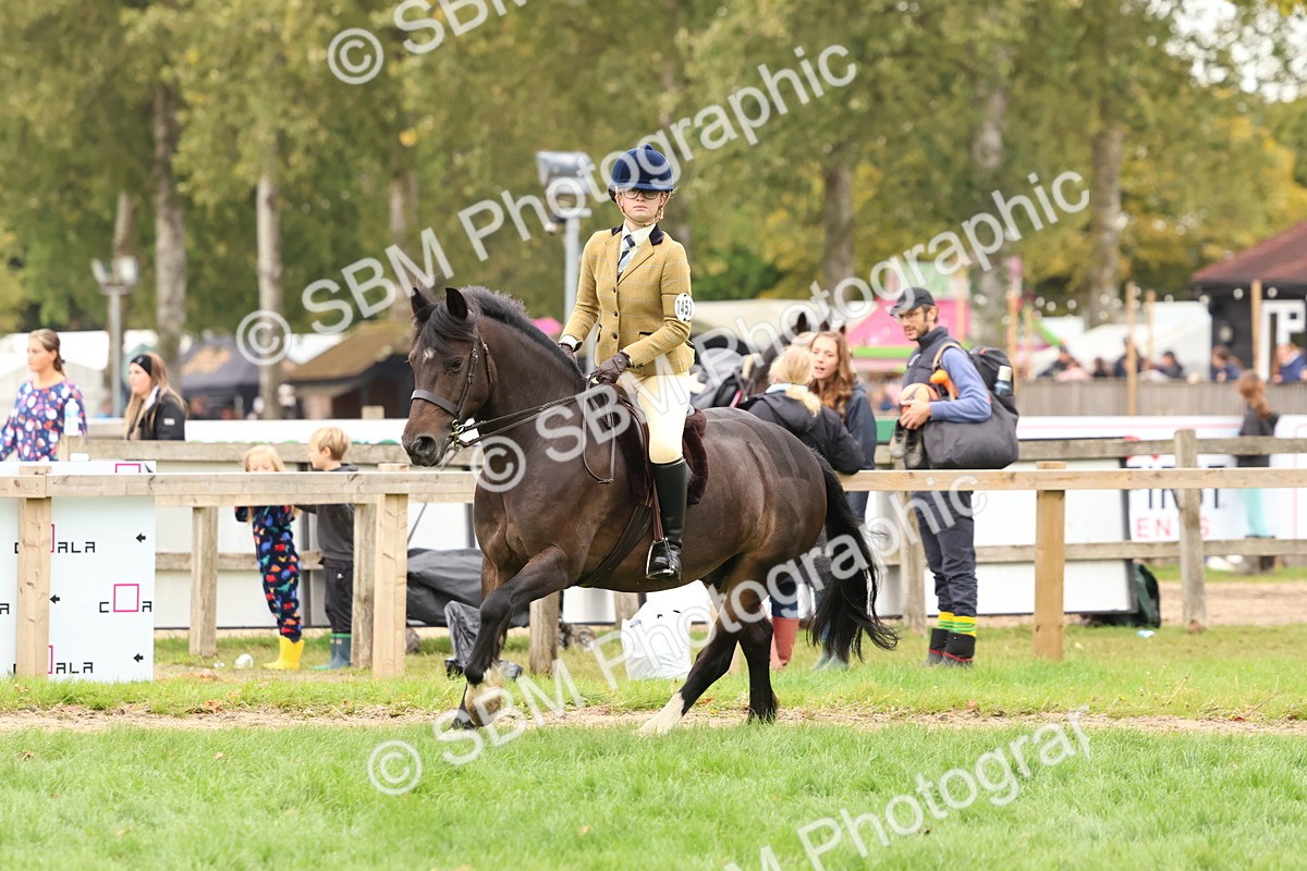 SBM_59964 - S36 - Rehabiliated Rescue Horse & Pony In Hand & Ridden