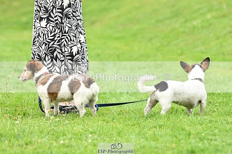 240811-131528-05970 - Dog Photos