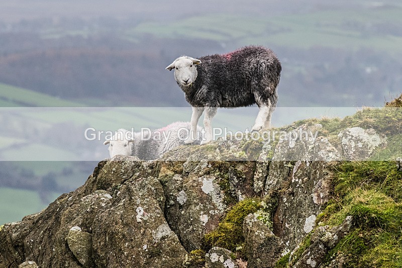 Dunnerdale-13 - Dunnerdale Fell Race Saturday 8th November 2025