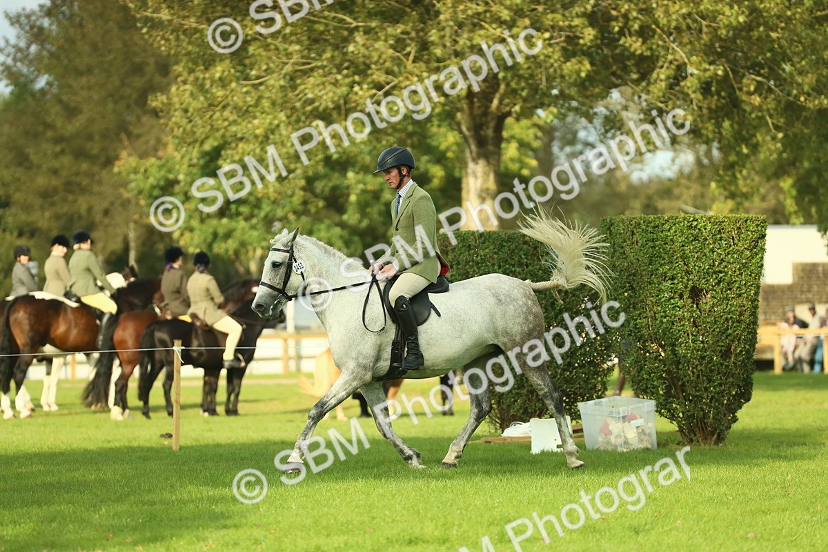 SBM_52116 - S33 - Working Hunter & Working Show Horse