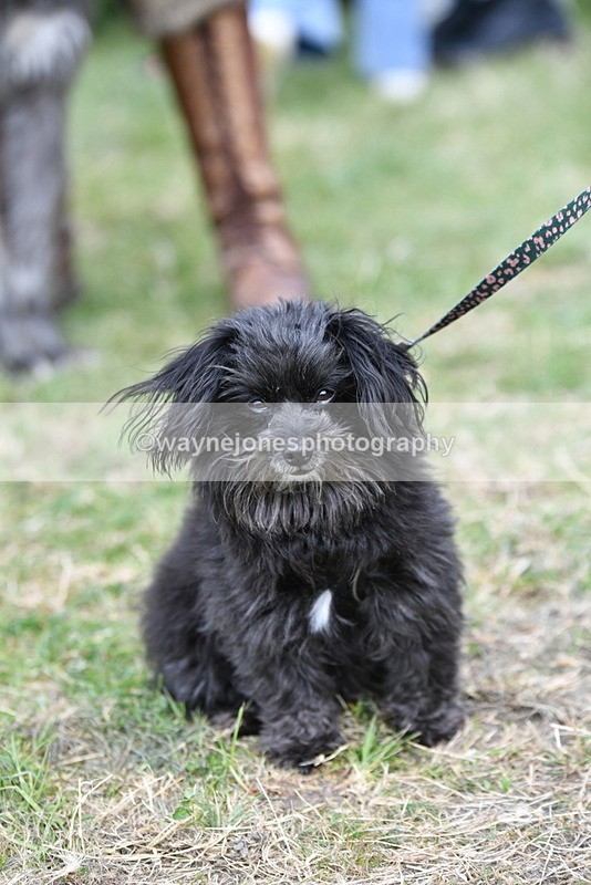 WJ5_9230 - Class 1 Best Cross Breed / Heniz 57