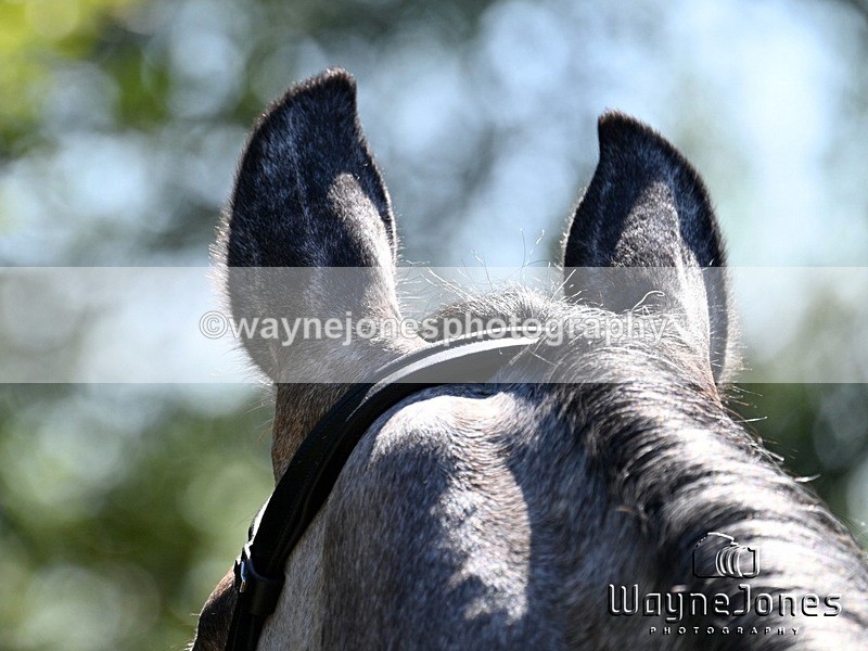 WJ7_3518 - Annable & Atlas 13-07-25