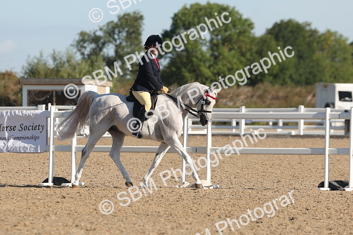 SBM_12212 - Class 303 - Ridden Pure Bred Horse Pony