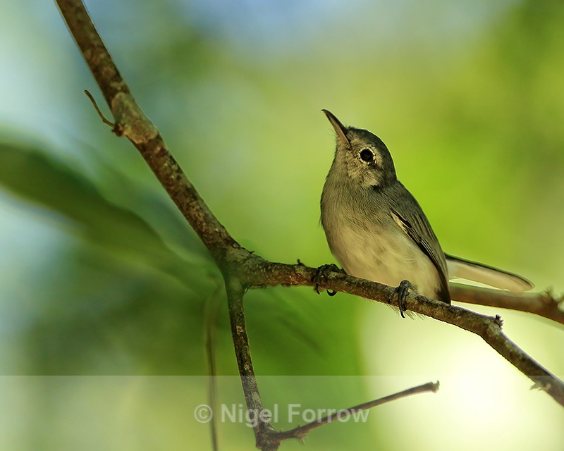 Tropical Gnatcatcher (female), Osa Peninsula, Costa Rica - Tropical Gnatcatcher