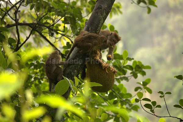 Macaque Monkey in Jungle in Ella Sri Lanka 4 - Sri Lanka wildlife, people & places