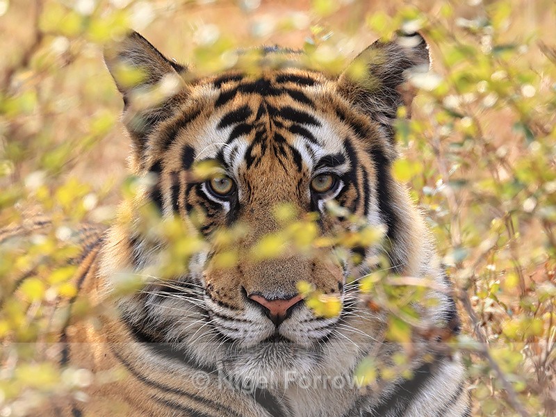 Tiger stares from bush, Panna Reserve, Madhya Pradesh, India - Tiger