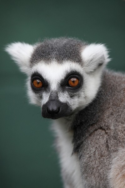 Ring tailed Lima   _AGT061 - Farm & Zoo Animals