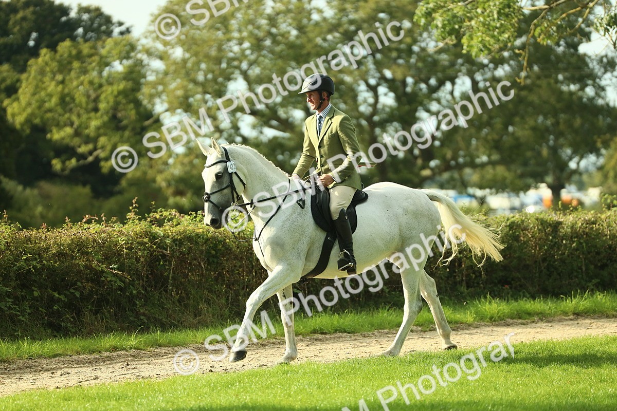 SBM_52139 - S33 - Working Hunter & Working Show Horse