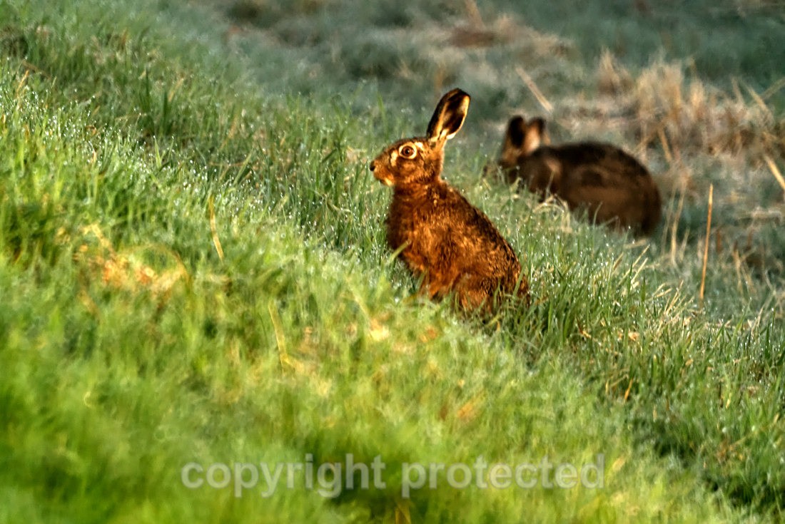 Euripean Hare - Carlton Marshes - Suffolk - Mammals