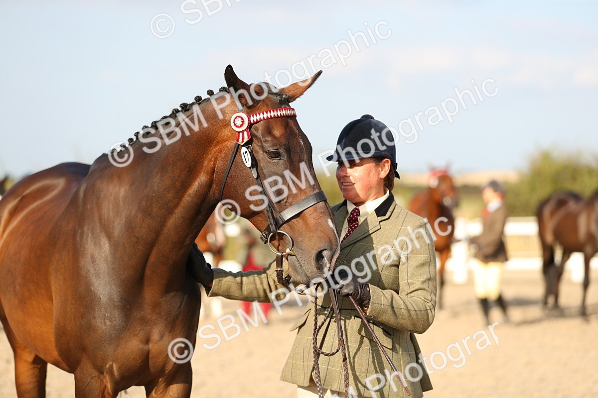 SBM_08671 - Class 28 - IH Veteran Horse