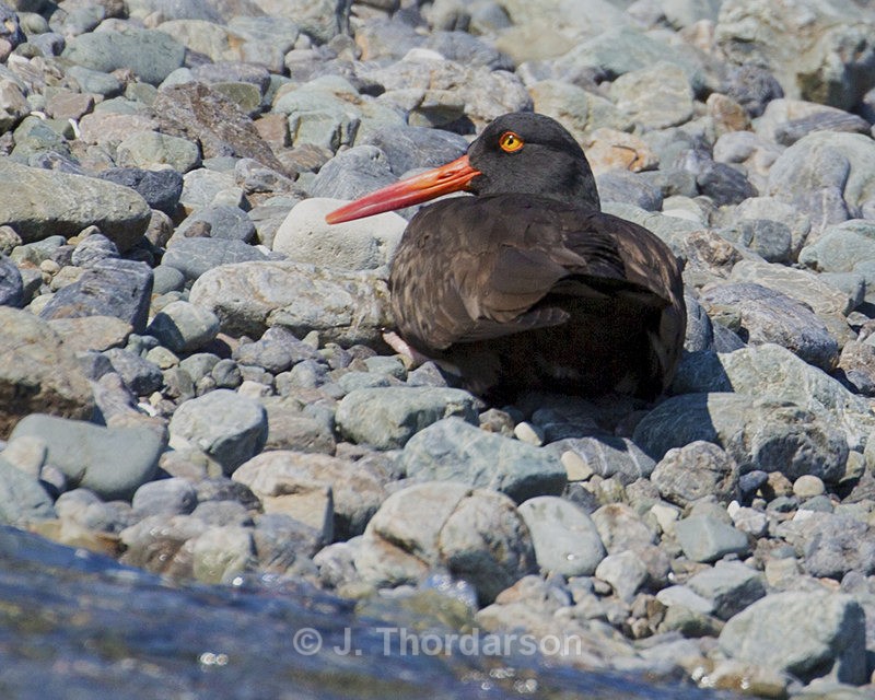 - Shorebirds