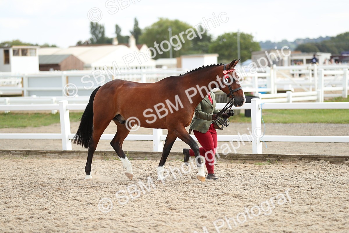 SBM_08537 - Class 28 - IH Veteran Horse