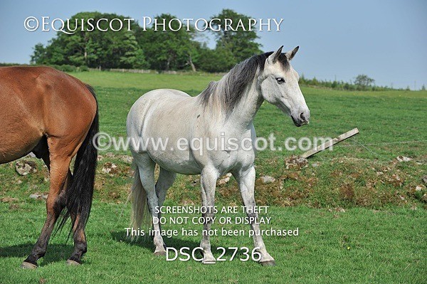 DSC_2736 - ARCHIVE REQUEST - Quincy and Guinness