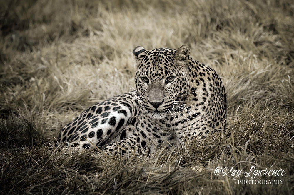 Sri Lankan Leopard-RLP_7439 - Vulnerable and Beyond