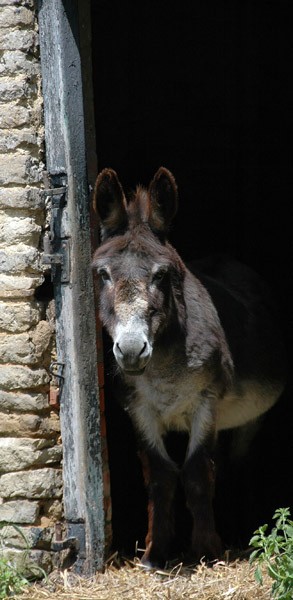  - Horses'n'Ponies