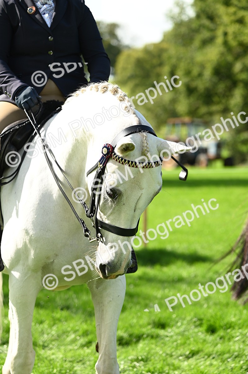 SBM_02118 - S2 - TSR Ridden Horse Showing
