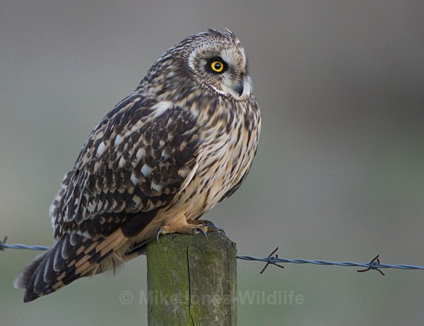 SHORT EARED OWL / REF SEO 28 - SHORT EARED OWLS