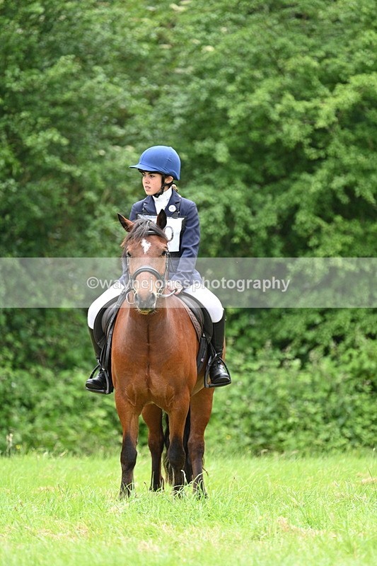 WJ7_3850 - Class 14A Handsome Gelding