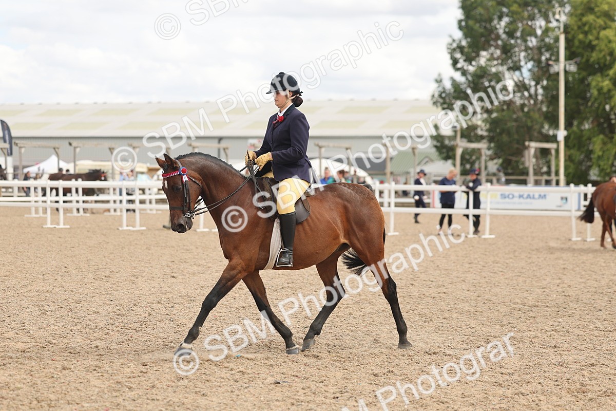 SBM_15995 - Class 311 - Ridden Show pony-Show hunter Pony