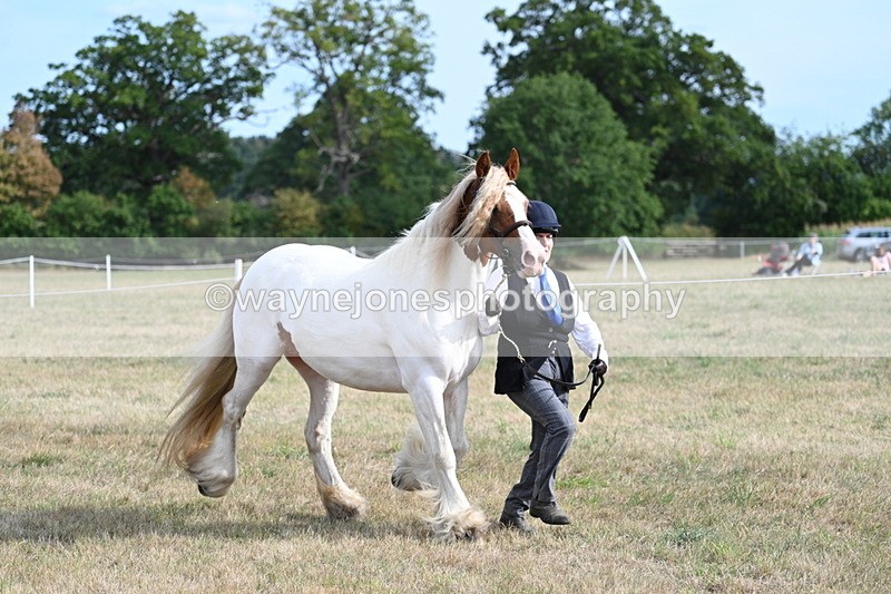WJ7_8156 - In-hand Championship